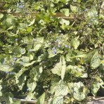 Brunera veľkolistá (Brunnera macrophylla) ´SILVER SPEAR´ - kont. C1,5L